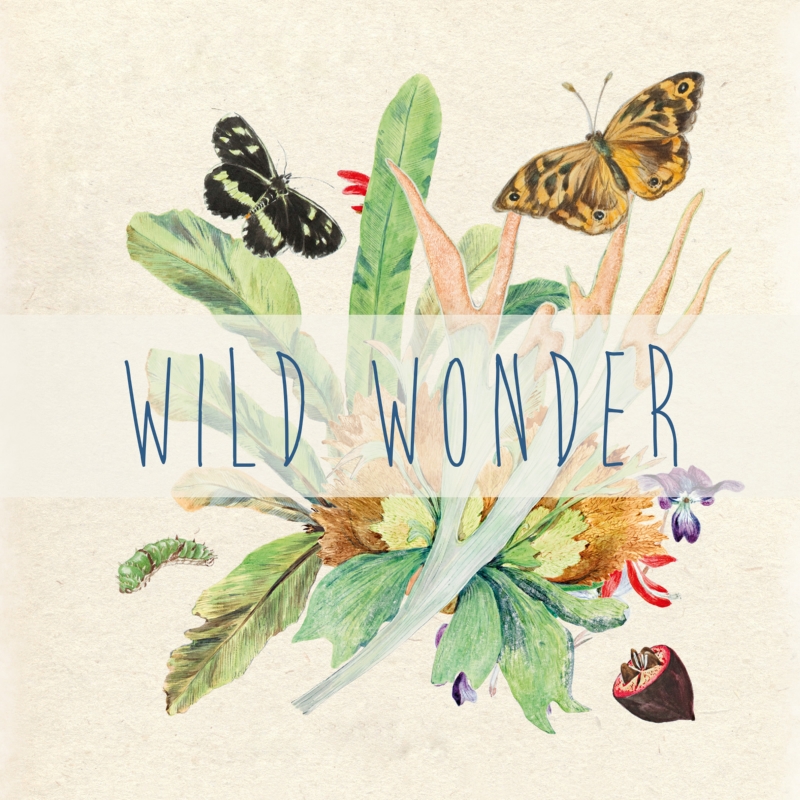 Wild Wonder